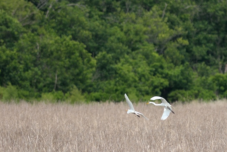 Grote Zilverreiger